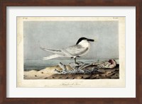 Audubon Sandwich Tern Fine Art Print