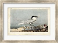 Audubon Sandwich Tern Fine Art Print