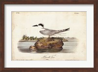 Audubon Havells Tern Fine Art Print