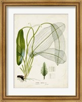 Tropical Grass II Fine Art Print
