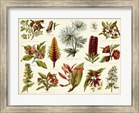 Tropical Botany Chart I Fine Art Print