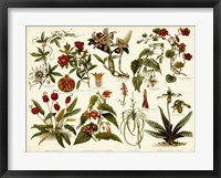 Tropical Botany Chart II Fine Art Print