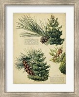 Red Pine & Eastern White Pine Fine Art Print