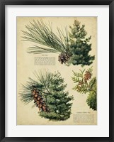 Red Pine & Eastern White Pine Fine Art Print