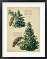 Colorado Blue Spruce &Norway Spruce Fine Art Print