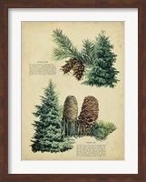 Douglas Fir & White Fir Fine Art Print