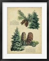 Douglas Fir & White Fir Fine Art Print