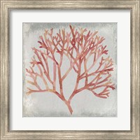 Watercolor Coral IV Fine Art Print