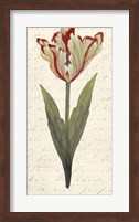 Twin Tulips I Fine Art Print