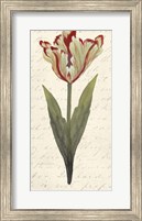 Twin Tulips I Fine Art Print