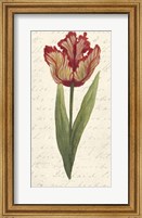 Twin Tulips II Fine Art Print