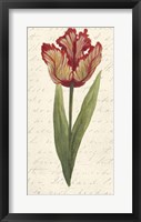 Twin Tulips II Fine Art Print
