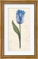 Twin Tulips III Fine Art Print