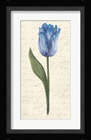 Twin Tulips III Fine Art Print