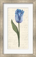 Twin Tulips III Fine Art Print
