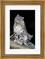 Snow Leopard, Uncia uncia, Panthera uncia, Asia Fine Art Print