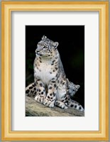 Snow Leopard, Uncia uncia, Panthera uncia, Asia Fine Art Print