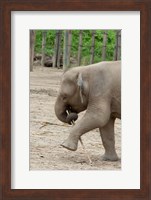 Baby elephant with bamboo in trunk, Malaysia Fine Art Print