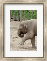 Baby elephant with bamboo in trunk, Malaysia Fine Art Print