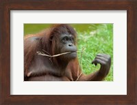 Bornean Orangutan, adult female, Borneo Fine Art Print