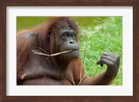 Bornean Orangutan, adult female, Borneo Fine Art Print