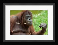 Bornean Orangutan, adult female, Borneo Fine Art Print