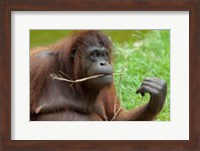 Bornean Orangutan, adult female, Borneo Fine Art Print