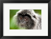 Silver Leaf Monkey, Borneo, Malaysia Fine Art Print