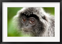 Silver Leaf Monkey, Borneo, Malaysia Fine Art Print