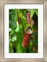 Old World carnivorous pitcher plant hanging from tendril, Penang, Malaysia Fine Art Print