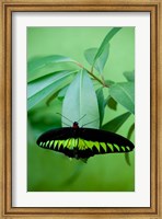 Rajah Brooke's Birdwing, Malaysia's national butterfly Fine Art Print
