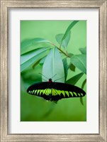 Rajah Brooke's Birdwing, Malaysia's national butterfly Fine Art Print
