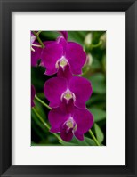 Singapore. National Orchid Garden - Pink Orchids Fine Art Print