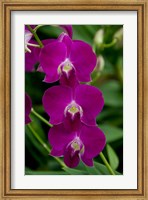 Singapore. National Orchid Garden - Pink Orchids Fine Art Print