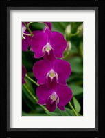 Singapore. National Orchid Garden - Pink Orchids Fine Art Print