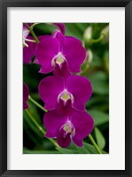 Singapore. National Orchid Garden - Pink Orchids Fine Art Print