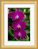 Singapore. National Orchid Garden - Pink Orchids Fine Art Print