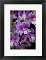 Singapore. National Orchid Garden - Purple/White Orchids Fine Art Print