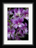 Singapore. National Orchid Garden - Purple/White Orchids Fine Art Print