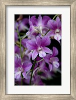 Singapore. National Orchid Garden - Purple/White Orchids Fine Art Print