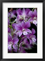 Singapore. National Orchid Garden - Purple/White Orchids Fine Art Print