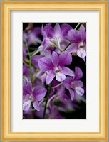 Singapore. National Orchid Garden - Purple/White Orchids Fine Art Print