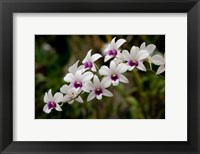 Singapore. National Orchid Garden - White Orchids Fine Art Print