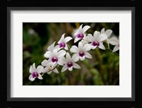 Singapore. National Orchid Garden - White Orchids Fine Art Print