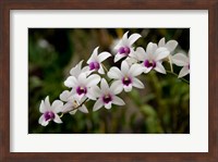 Singapore. National Orchid Garden - White Orchids Fine Art Print