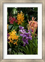 Singapore. National Orchid Garden - Multi colored Orchids Fine Art Print