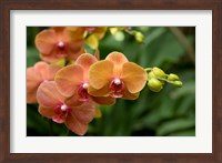 Singapore. National Orchid Garden - Peach Orchids Fine Art Print