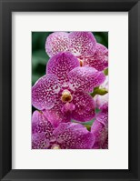 Singapore. National Orchid Garden - spotted Orchids Fine Art Print