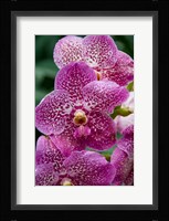 Singapore. National Orchid Garden - spotted Orchids Fine Art Print