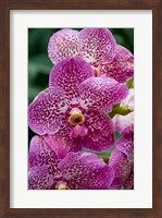 Singapore. National Orchid Garden - spotted Orchids Fine Art Print